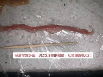 金龍魚沉頭了能恢復(fù)嗎：金龍魚沉頭后是否能恢復(fù)取決于沉頭的具體原因和治療及時(shí)性