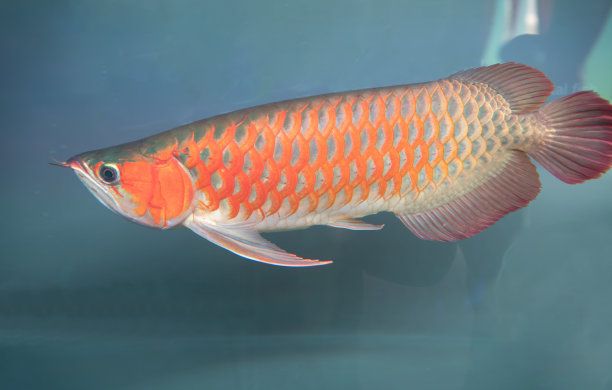 金龍魚(yú)是不是熱帶魚(yú)之王：金龍魚(yú)屬于熱帶淡水魚(yú)的范疇并非熱帶淡水魚(yú)的范疇 龍魚(yú)百科 第3張