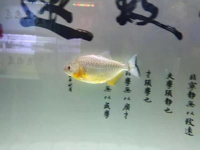 龍魚倒立如何搶救：龍魚倒立如何搶救， 龍魚百科 第2張