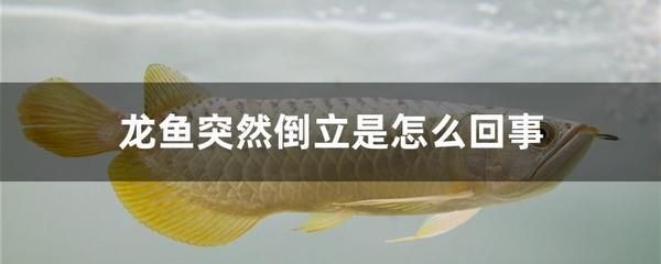 龍魚倒立如何搶救：龍魚倒立如何搶救， 龍魚百科 第3張