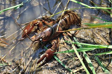 龍魚吃龍蝦嗎會死嗎：如果選擇喂食龍蝦，龍魚吃龍蝦會死嗎