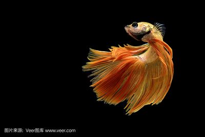 養(yǎng)金龍魚什么樣的背景好：養(yǎng)金龍魚什么樣的背景好呢？ 龍魚百科 第3張