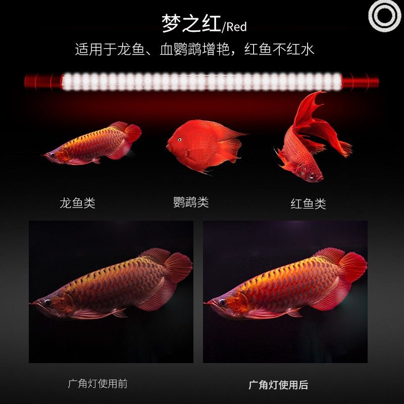 烤龍魚用的兩根燈管放在魚缸什么位置：烤龍魚用的兩根燈管放在魚缸什么位置可以提供均勻、柔和的光線 龍魚百科 第2張