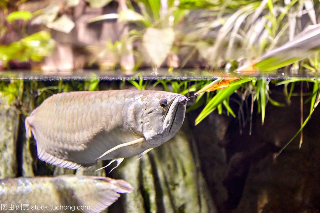 龍魚淡水魚還是咸水魚好吃些：龍魚是一種什么樣的魚？