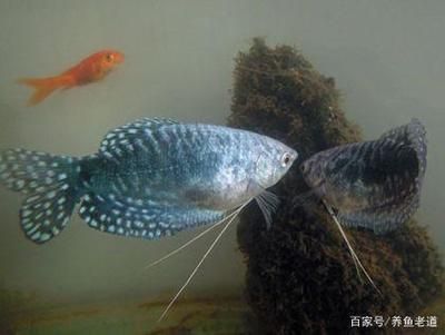 養(yǎng)魚老道 龍魚：養(yǎng)魚老道龍魚飼養(yǎng)指南 龍魚百科 第2張