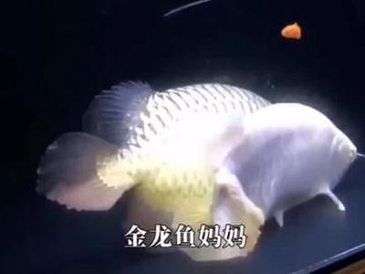 金龍魚父親節(jié)直播文案：金龍魚父親節(jié)特別直播文案