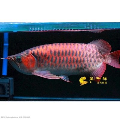 祥龍龍魚怎么樣：馬來(lái)西亞柔佛州祥龍魚場(chǎng)價(jià)格在6000元人民幣左右 龍魚百科 第2張