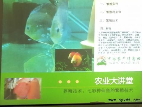 七彩龍魚怎么養(yǎng)？：七彩龍魚的飼養(yǎng)方法及要點 龍魚百科 第1張