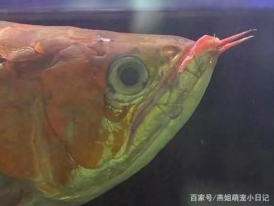 龍魚最多可以餓多少天死掉：龍魚的饑餓耐受能力因個(gè)體差異、種類、水質(zhì)條件和環(huán)境因素不同 龍魚百科 第3張