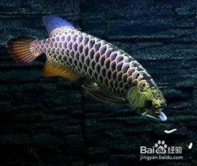 藍(lán)底金龍魚能長多大的魚竿：藍(lán)底金龍魚生長潛力如何？