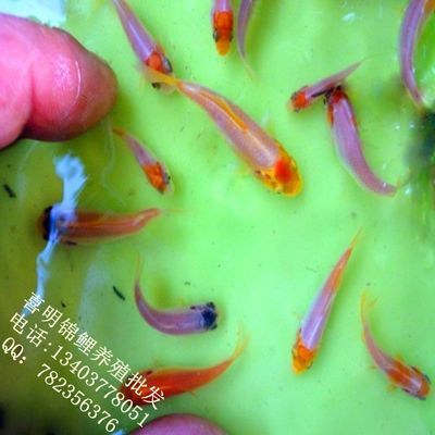 小龍魚苗一天喂幾次：小龍魚苗喂食頻率應(yīng)該根據(jù)其年齡和生長階段來確定 龍魚百科 第1張