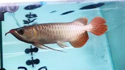 龍魚充血怎么治療：龍魚充血怎么辦 龍魚百科 第3張