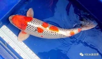 龍魚(yú)眼睛紅色：龍魚(yú)眼睛呈現(xiàn)紅色可能有多種原因以下幾種可能性 龍魚(yú)百科 第2張