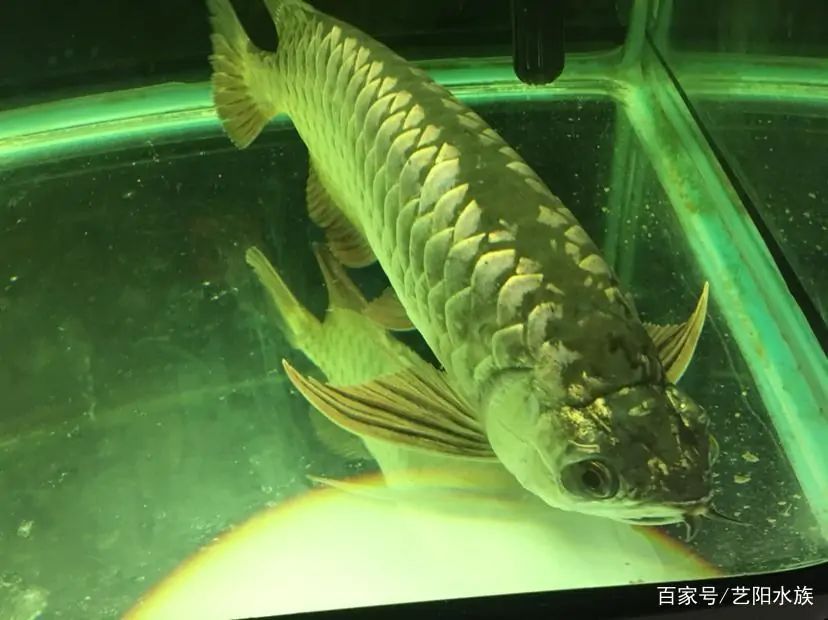 什么是龍魚趴缸狀態(tài)：龍魚趴缸狀態(tài)可能是由于多種因素引起的，我將詳細介紹一些常見的原因 龍魚百科 第2張