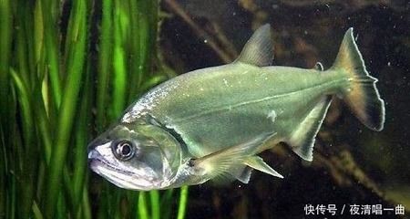 黃金猛魚和龍魚混養(yǎng)：黃金猛魚和龍魚可以混養(yǎng)嗎