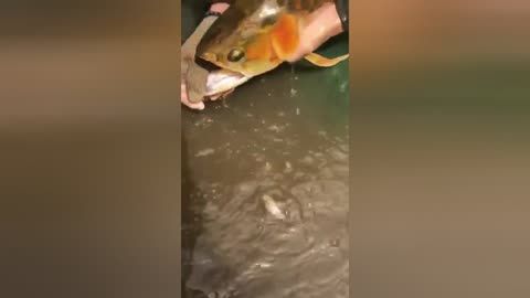 龍魚喂蝦需要去頭嗎：喂食龍魚蝦時的注意事項：喂食龍魚蝦時的一些注意事項