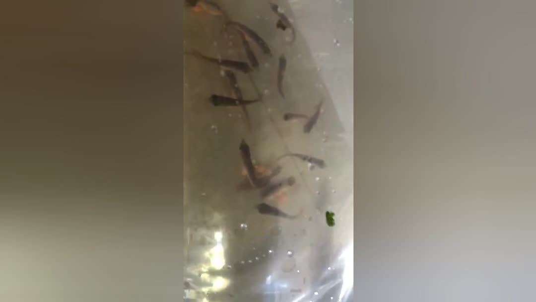 龍魚喂蝦需要去頭嗎：喂食龍魚蝦時的注意事項：喂食龍魚蝦時的一些注意事項