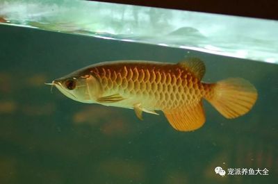 龍魚(yú)撞缸蓋是什么原因：龍魚(yú)撞缸蓋可能由多種原因引起，