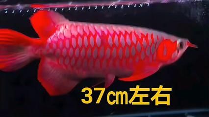 辣椒紅龍魚(yú)苗怎么選：辣椒紅龍魚(yú)苗的挑選 龍魚(yú)百科 第2張