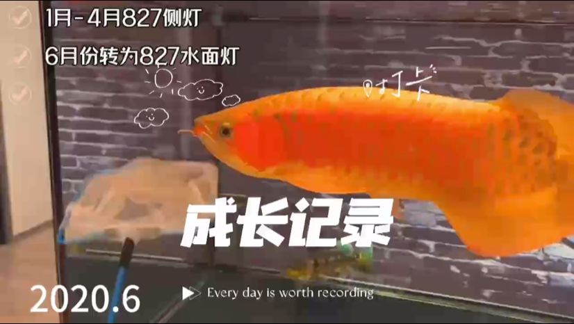 龍魚成長(zhǎng)記錄：[aini],被養(yǎng)魚耽誤的建筑師評(píng)論：66,惡靈電競(jìng)評(píng)論：牛逼 觀賞魚論壇