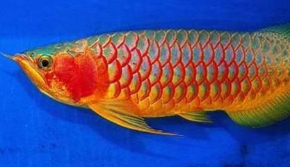 綠皮紅辣椒龍魚(yú)：綠皮紅辣椒龍魚(yú)的價(jià)格