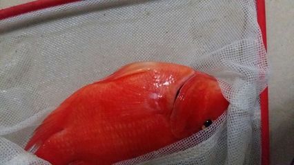 紅龍魚(yú)鰭發(fā)黑怎么治：紅龍魚(yú)鰭發(fā)黑怎么辦