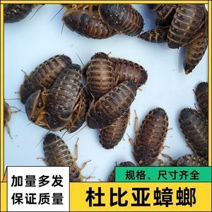 蟑螂喂龍魚怎么處理好：喂食龍魚蟑螂時需要注意什么，蟑螂喂龍魚的處理方法 龍魚百科 第3張