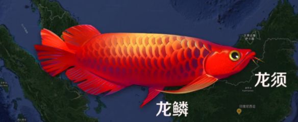 龍魚醫(yī)生在線咨詢：關(guān)于“龍魚醫(yī)生”的常見(jiàn)健康問(wèn)題及解決方案：龍魚的常見(jiàn)健康問(wèn)題及解決方案 龍魚百科 第1張