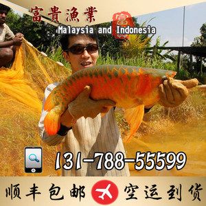 空運(yùn)龍魚多久沒事：空運(yùn)龍魚的安全期限 龍魚百科 第3張