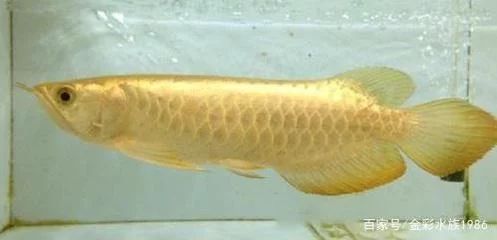 龍魚(yú)的外形特征是什么意思：龍魚(yú)的外形特征是什么意思龍魚(yú)的外形特征是什么意思