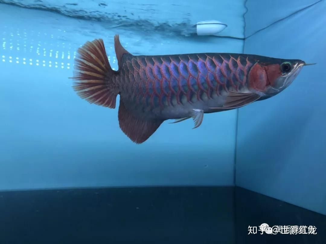 頂級(jí)龍魚品牌：紅龍魚品牌排名