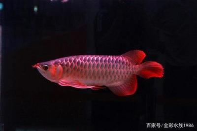 紅龍魚鱗片怎么分排：紅龍魚的鱗片怎么分排