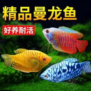 龍魚怎么選擇品相好的魚苗呢：在選擇品相好的龍魚魚苗時 龍魚百科 第2張