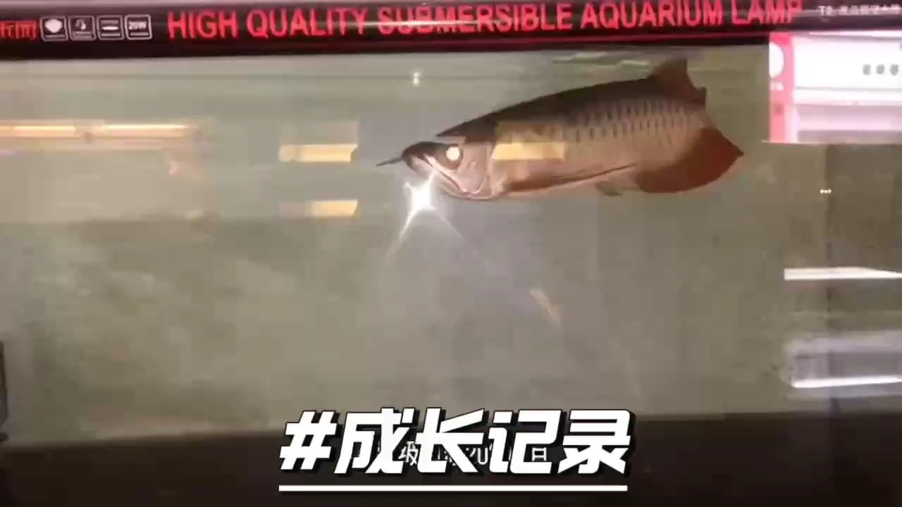 成長(zhǎng)記錄：山城龍,小魚慢慢養(yǎng) 觀賞魚論壇