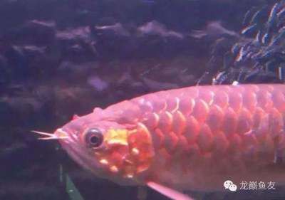 龍魚(yú)不吃東西了能活多久呀：龍魚(yú)不吃東西了能活多久 龍魚(yú)百科 第2張