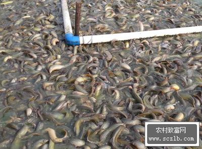 養(yǎng)龍魚加什么鹽好：養(yǎng)龍魚時(shí)需要添加鹽以及使用何種鹽是一個(gè)常見的問題 龍魚百科 第3張