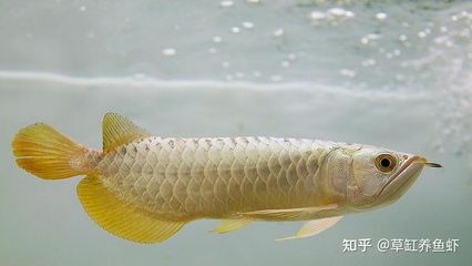 龍魚吃太飽了撐開鱗片：龍魚吃太飽了撐開鱗片怎么辦