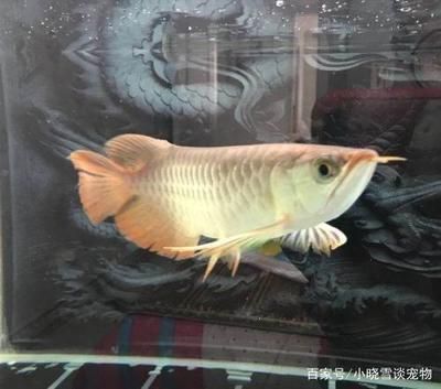 龍魚(yú)為什么好看不好養(yǎng)活呀：龍魚(yú)為什么看似好看但不好養(yǎng)活 龍魚(yú)百科