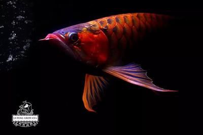 龍魚(yú)眼睛重度蒙眼潰爛：龍魚(yú)眼睛重度蒙眼潰爛怎么辦