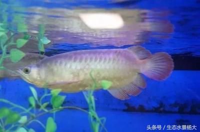 龍魚培育：龍魚培育指南