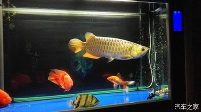 龍魚(yú)之家的魚(yú)怎么樣：龍魚(yú)之家產(chǎn)品質(zhì)量如何？