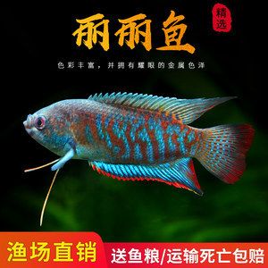 黃曼龍魚和藍曼龍魚哪個好養(yǎng)一點：黃曼龍魚和藍曼龍魚哪個好養(yǎng)一點呢 龍魚百科 第3張