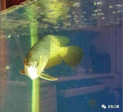 龍魚(yú)新入缸不開(kāi)口下鹽會(huì)死嗎為什么：龍魚(yú)新入缸不開(kāi)口下鹽會(huì)死嗎 龍魚(yú)百科 第2張