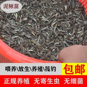 龍魚喂活泥鰍嗎好嗎：龍魚喂活泥鰍好嗎 龍魚百科 第2張