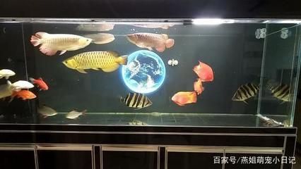 地圖和龍魚混養(yǎng)怎么喂食：地圖魚和龍魚混養(yǎng)喂食的詳細(xì)建議 龍魚百科 第1張