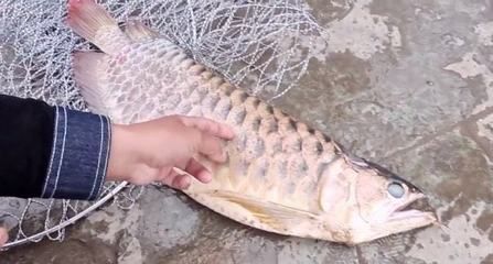 龍魚可以吃死魚嗎：龍魚不建議喂食死魚以下是根據(jù)搜索結(jié)果得出的信息 龍魚百科 第2張