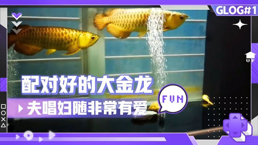 金龍魚可以群養(yǎng)嗎怎么養(yǎng)：金龍魚可以群養(yǎng)嗎