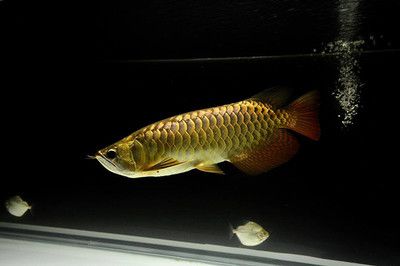 紅尾金龍魚有幾種顏色：紅尾金龍魚與其他金龍魚品種最根本的區(qū)別紅尾金龍魚有幾種顏色