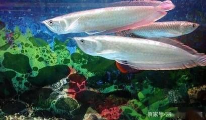 養(yǎng)一條銀龍魚有啥寓意：養(yǎng)一條銀龍魚有啥寓意， 龍魚百科 第2張