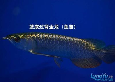 金龍魚苗怎么選種：挑選金龍魚苗時應(yīng)注意以下幾個關(guān)鍵步驟和注意事項